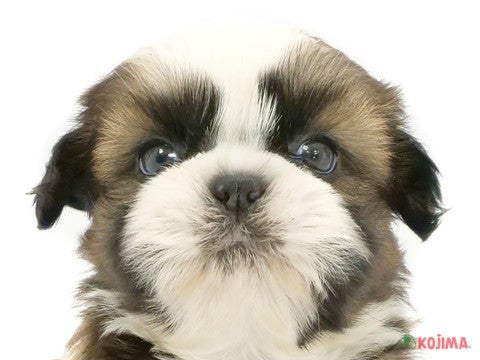 千葉県のシーズー (コジマウエルケアセンター/2025年3月6日生まれ/男の子/ホワイトゴールド)の子犬