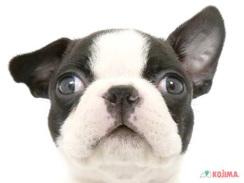 千葉県のボストンテリア (コジマウエルケアセンター/2025年3月4日生まれ/男の子/ボストンカラー)の子犬