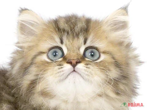 千葉県のペルシャ (コジマウエルケアセンター/2025年3月6日生まれ/男の子/チンチラゴールデン)の子猫