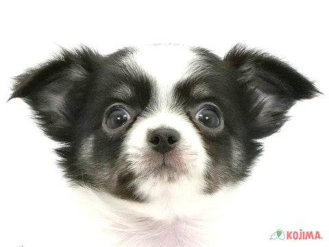 千葉県のチワワ(ロング) (コジマウエルケアセンター/2025年3月5日生まれ/男の子/ホワイトブラックタン)の子犬