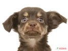 ハーフ犬（チワックス）