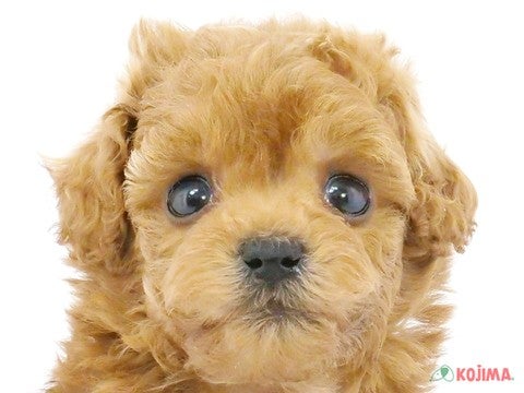 東京都のトイプードル(トイ) (コジマ町田店/2025年3月4日生まれ/男の子/レッド)の子犬