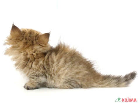 【2025/05/05撮影】お店で待ってるよ💕
