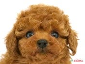 ハーフ犬（マルプー）