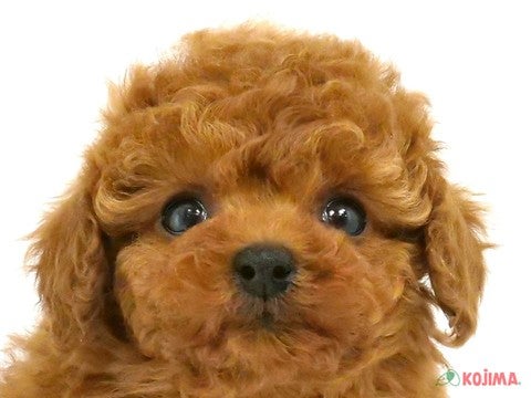 🐶気になったらまずはお電話ください！！☎