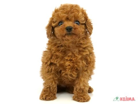 足立店だけ！ご来店ご契約で成長がわかるフォトカードプレゼント💕