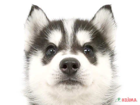 千葉県のシベリアンハスキー (コジマアリオ柏店/2025年3月2日生まれ/男の子/ブラックホワイト)の子犬