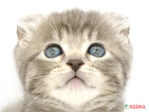 埼玉県のアメリカンカール (コジマ和光店/2025年3月4日生まれ/男の子/ブルータビー)の子猫