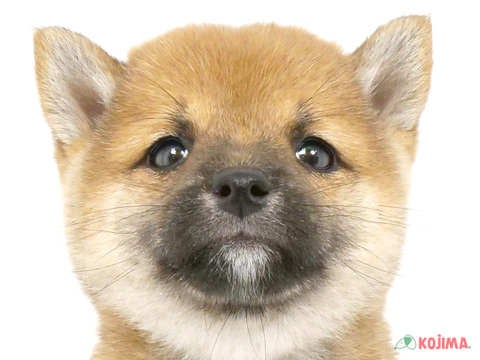 千葉県の豆柴 (コジマウエルケアセンター/2025年3月3日生まれ/女の子/赤)の子犬