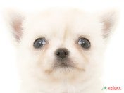 ハーフ犬（ポメチワ）