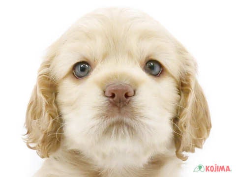 東京都のアメリカンコッカースパニエル (コジマ木場店/2025年3月3日生まれ/女の子/バフ)の子犬