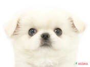 ハーフ犬（チワペキ）