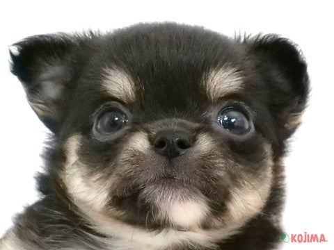 千葉県のチワワ(ロング) (コジマウエルケアセンター/2025年3月3日生まれ/男の子/ブラッククリーム)の子犬