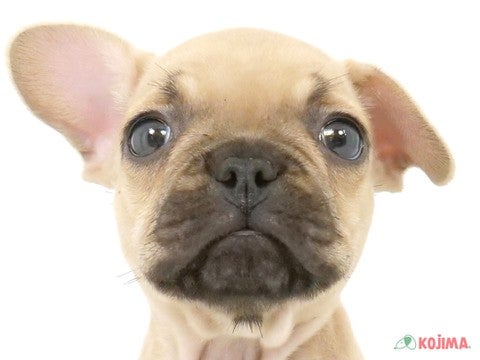 東京都のフレンチブルドッグ (コジマアリオ葛西店/2025年2月20日生まれ/男の子/フォーン)の子犬