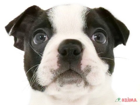 神奈川県のボストンテリア (コジマアリオ橋本店/2025年3月4日生まれ/男の子/ボストンカラー)の子犬