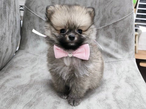 2025.5.2撮影　まんまるボディが可愛い🐾