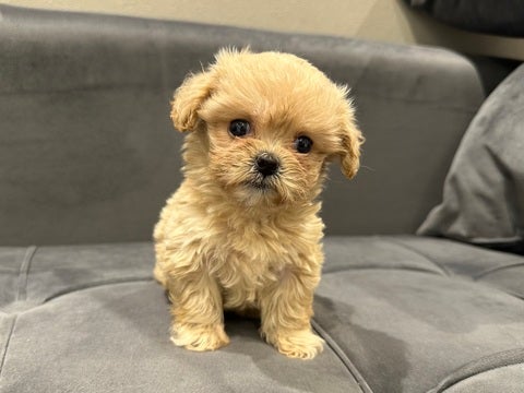 5/2撮影　とっても小さくて可愛い仔です💕