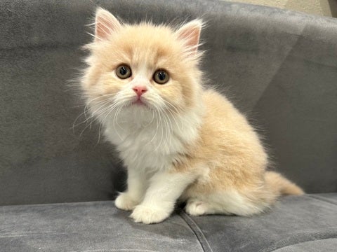 5/2撮影　まん丸お目目がとっても可愛い仔です💕