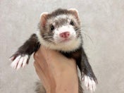 フェレット系その他