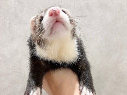 下からのアングル可愛い～💕フェア価格は5月11日まで✨