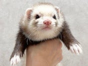 フェレット系その他