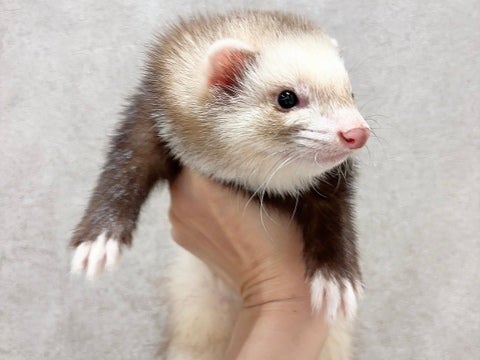 フェア価格は5月11日まで✨
