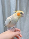 オカメインコ ヒナ (色変わり)