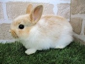 ミニウサギ