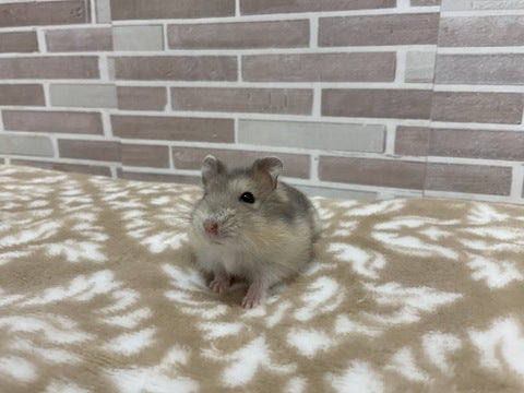 可愛い😍