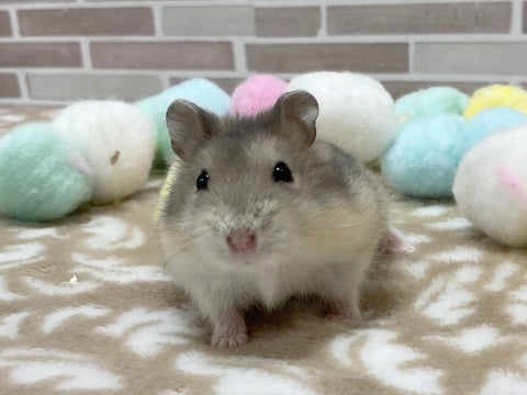 5/3撮影