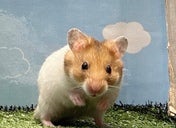 ゴールデンハムスター