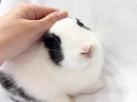 なでなですき💕