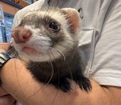 フェレット系その他