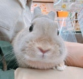 ネザーランドドワーフラビット