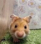 ゴールデンハムスター