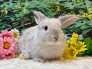ロップイヤーラビット
