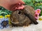 ロップイヤーラビット