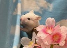 長毛ハムスター