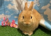 ネザーランドドワーフラビット