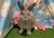 ネザーランドドワーフラビット
