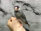 ブンチョウ ヒナ (サクラ)