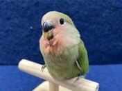 コザクラインコ ヒナ (ノーマル)