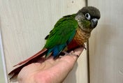 ワキコガネイロウロコインコ ヒナ