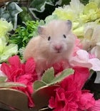 【2025/05/03撮影】かわいいお顔