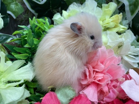 【2025/05/03撮影】もっふもふ❤️成長楽しみ🥰