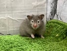 長毛ハムスター