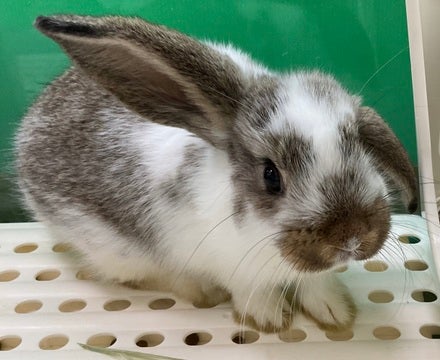 元気いっぱいで可愛い子です🐰🌱💕2025年5月3日撮影📸