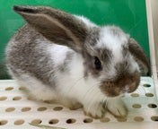 元気いっぱいで可愛い子です🐰🌱💕2025年5月3日撮影📸