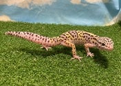 ヒョウモントカゲモドキ