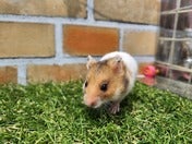 ゴールデンハムスター
